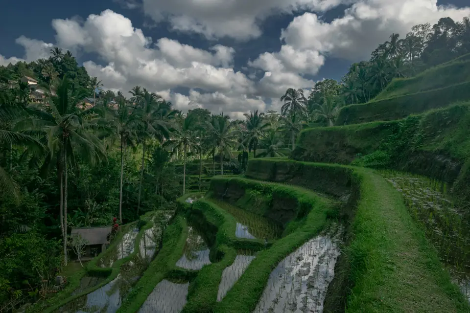 Terraced rice fields and palm trees in the Bali countryside