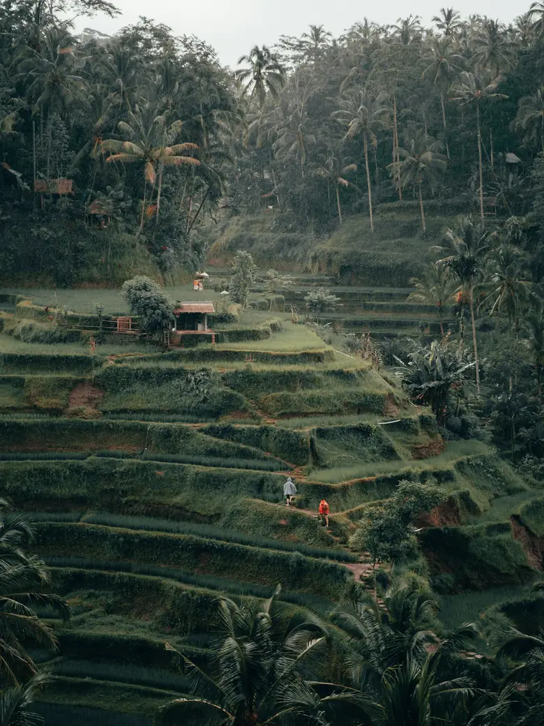 Tegallalang rice terraces in the valley north of Ubud