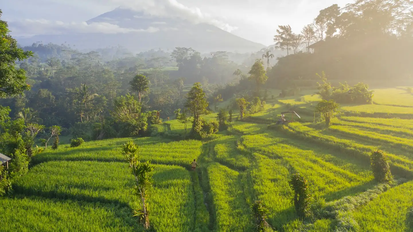 Person walking through bright green rice terraces below a misty mountain at dawn
