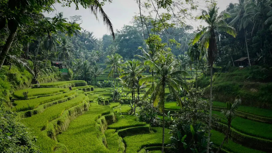 Lush green rice terraces with palm trees in Tegalalang, Bali