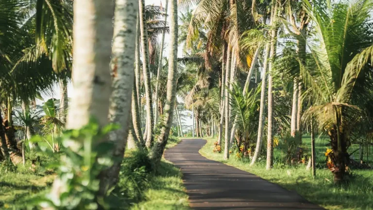 Quiet path lined with palm trees on a sunny day in Bali