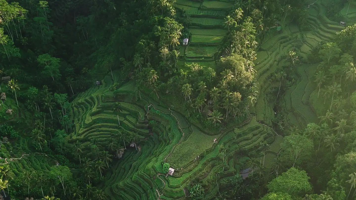 Aerial view of rice terraces during the day