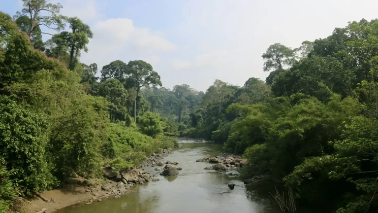 River running through a lush green tropical forest
