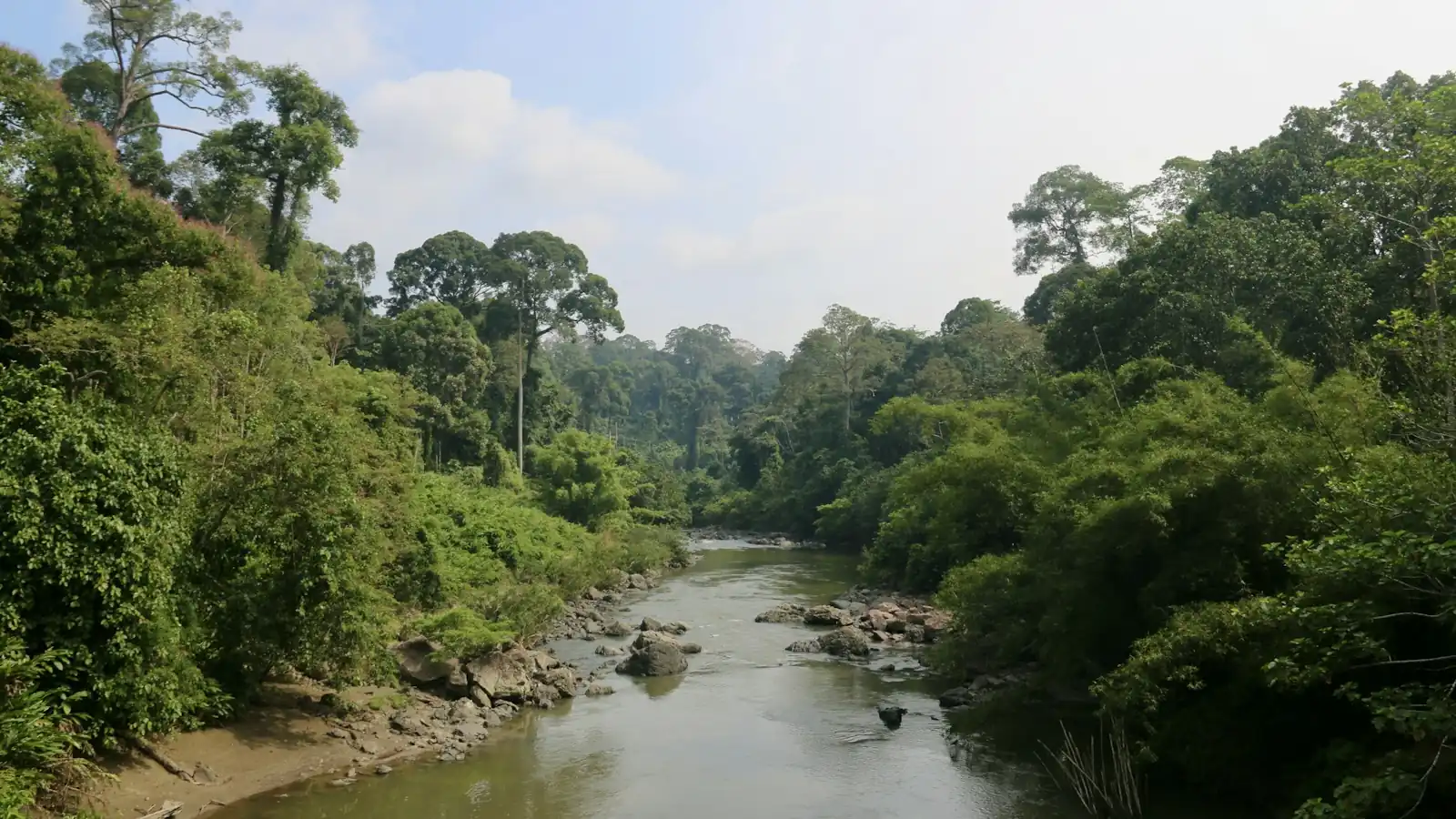 River running through a lush green tropical forest