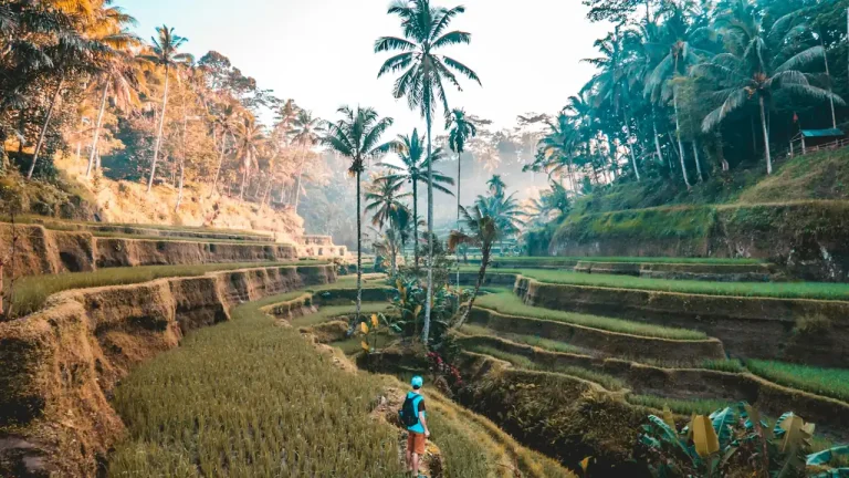Hiker on a path through rice terraces with palm trees in Bali