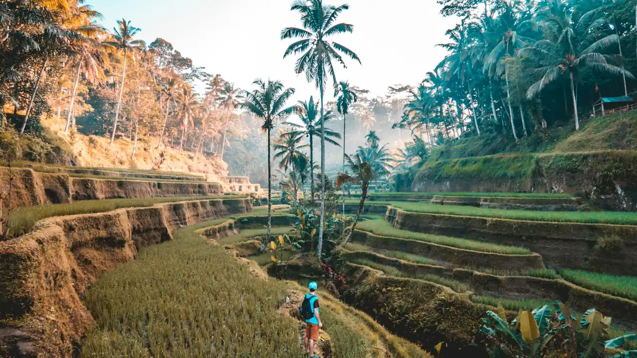 Hiker on a path through rice terraces with palm trees in Bali